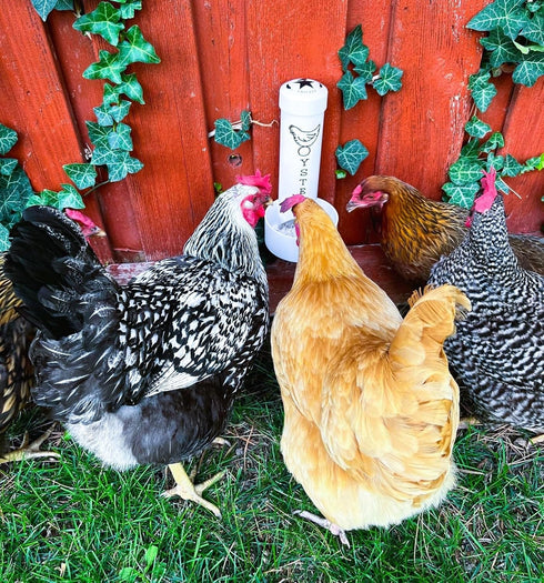 Revolutionary Chicken Oyster Shell Feeder for Chickens