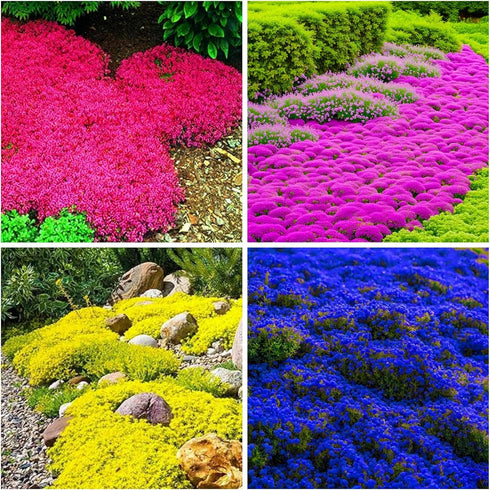 6000+ Mixed Creeping Thyme Seeds for Planting - Heirloom Flowers Perennial Thyme