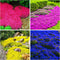 6000+ Mixed Creeping Thyme Seeds for Planting - Heirloom Flowers Perennial Thyme