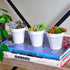 Youngever 10 Pack 3 Inch Mini Plastic Planters - White Gardening Pots with Drainage for House Plants, Flowers, Herbs