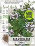 Seed Needs Sweet Marjoram Seeds for Planting - Heirloom, Non-GMO & Untreated