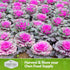 (5 Packs) Ornamental Kale Seeds for Planting Heirloom Flowering Cabbage Variety Stunning Pink, Purple & White