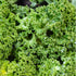 (5 Packs) Seed Needs Kale Seeds for Planting Vates Blue Scotch Curled Kale Vegetables - Non-GMO Heirloom & Untreated