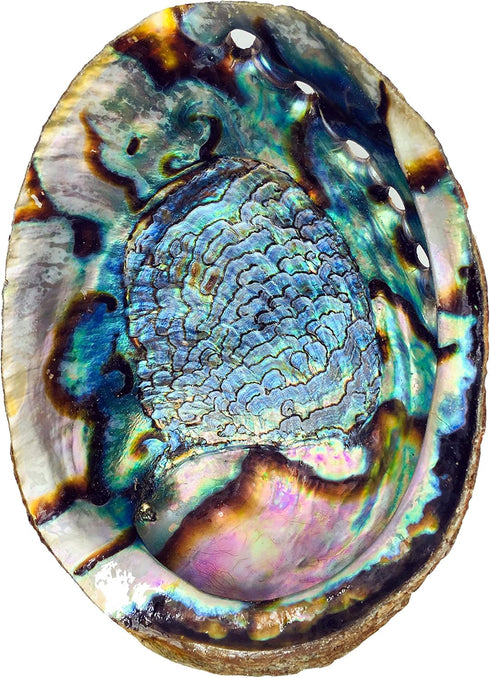 Hand Selected Abalone Shell - 6 Inches or Larger, Perfect for Incense and Trinkets