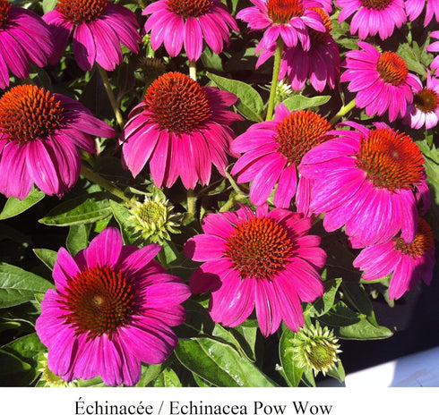 Pack 10 Park Seed Coneflower Flowering Plant Seeds, Variety of Sizes and Colors, Spring Garden, PowWow - Wild Berry