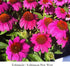 Pack 10 Park Seed Coneflower Flowering Plant Seeds, Variety of Sizes and Colors, Spring Garden, PowWow - Wild Berry