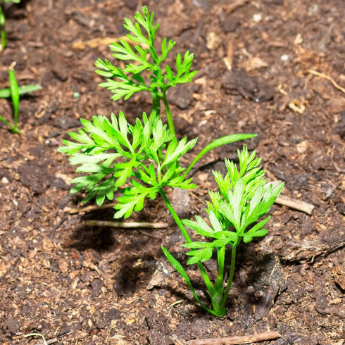 (5 Packs) Seed Needs Carrot Seeds for Planting Rainbow Carrots - Non-GMO Heirloom & Untreated Veggie Seed to Grow a