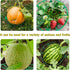(10, Plant Melon Supports Cages Cradles Trellis for Watermelon, Cantaloupe, Pumpkins, Strawberries Avoid Ground Rot