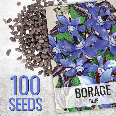 (1 Pack) Seed Needs Borage Seeds for Planting Blue Star Flowers - Heirloom Non-GMO & Untreated - Plant a Home Grown