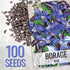 (1 Pack) Seed Needs Borage Seeds for Planting Blue Star Flowers - Heirloom Non-GMO & Untreated - Plant a Home Grown