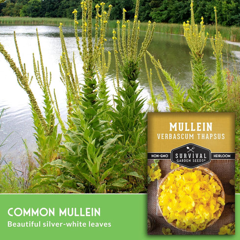 (1 Pack) Mullein Seeds for Planting - Verbascum Thapsus Medicinal Biennial Herb with Tall Yellow Flowers - Heirloom