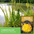 (1 Pack) Mullein Seeds for Planting - Verbascum Thapsus Medicinal Biennial Herb with Tall Yellow Flowers - Heirloom
