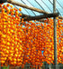 Persimmon 10+ Count 2026 TomorrowSeeds - Japanese Tree Seeds - - for Planting Diospyros Kaki Fuyu Hachiya Asian Chinese