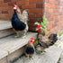 LWINGFLYER Artificial Feather Hen Chicken Statue Ornaments DIY Craft for Home Wedding Easter Decoration Farm Garden