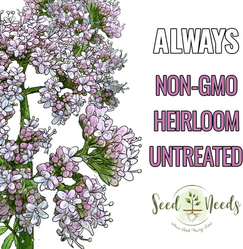 (1 Pack) Seed Needs Valerian Seeds for Planting Stink Root Plants - Non-GMO Heirloom & Untreated Perennial Medicinal