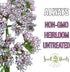 (1 Pack) Seed Needs Valerian Seeds for Planting Stink Root Plants - Non-GMO Heirloom & Untreated Perennial Medicinal