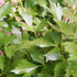 500 140 Packet 1 TKE Farms & Gardens - Lovage Seeds for Planting, Mg, Heirloom Seeds, Non-GMO, Includes Instructions
