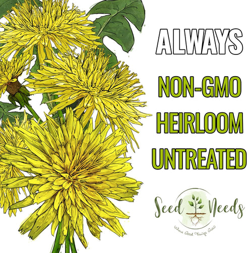 10,000+ Seed Needs Dandelion Seeds for Planting Fresh Herbs | Untreated Seeds Non GMO Heirloom | Bulk Dandelion Seed |