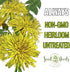 10,000+ Seed Needs Dandelion Seeds for Planting Fresh Herbs | Untreated Seeds Non GMO Heirloom | Bulk Dandelion Seed |