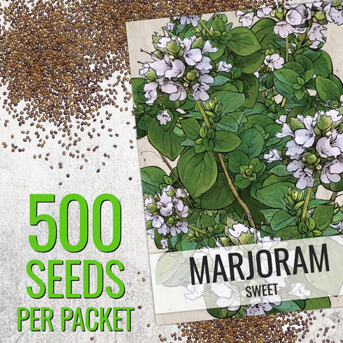 (1 Pack) Seed Needs Sweet Marjoram Seeds for Planting - Heirloom, Non-GMO & Untreated - Perennial Culinary & Medicinal