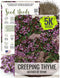 Seed Needs, Mother of Thyme Creeping Thyme Seeds 5,000 Seeds for Planting