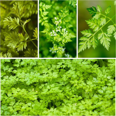 (1 Pack) Seed Needs Chervil Seeds for Planting - Non-GMO, Heirloom & Untreated Annual Herbs - Grow an Indoor/Outdoor