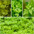 (1 Pack) Seed Needs Chervil Seeds for Planting - Non-GMO, Heirloom & Untreated Annual Herbs - Grow an Indoor/Outdoor