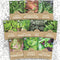 Organic Lettuce & Greens Seeds Variety Pack - 10 Individual Packs -