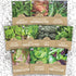 Organic Lettuce & Greens Seeds Variety Pack - 10 Individual Packs -
