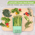 3 Pack 3 LUVCOSY Herb Keeper, BPA-Free Plastic Herb Saver with an Inner Basket for Cilantro, Mint, Parsley