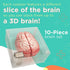 Anatomic Brain Specimen Coasters, Set of 10, Neuroscience Gifts for Medical Students