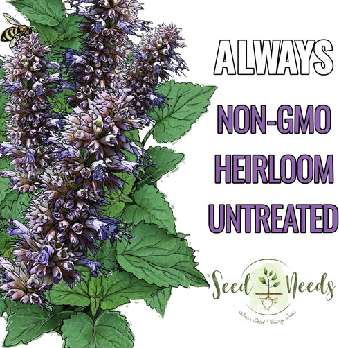 (1 Pack) Seed Needs Anise Hyssop Seeds for Planting Agastache foeniculum - Non-GMO Heirloom & Untreated - Grow a