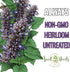 (1 Pack) Seed Needs Anise Hyssop Seeds for Planting Agastache foeniculum - Non-GMO Heirloom & Untreated - Grow a