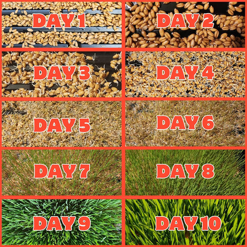1lb Healthy Greens Wheatgrass Scratch Feed & Fodder Seed, Bag. Premium Wheat Berries, Non-GMO Wheatgrass for Backyard