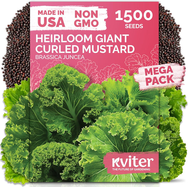 KVITER 1500 Southern Giant Curly Mustard Seeds (Brassica juncea) Non GMO Heirloom