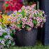 Artificial Flowers for Outdoors, 16 Bundles Faux Boxwood Greenery, No Fade Plastic Shrubs for Home Garden Decor (Pink)