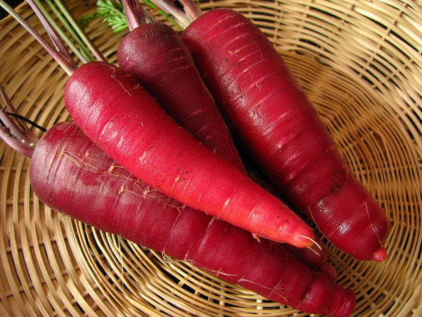 200+ Carrot Seeds- Cosmic Purple