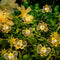 Asrnten oopswow Bee Decor Lights,10ft 30 LED Cute Honeybee String Lights Battery Powered,Bee