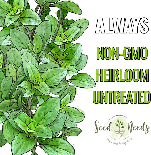 (1 Pack) Seed Needs Oregano Seeds for Planting Italian Herbs - Non-GMO Heirloom & Untreated Culinary Herb Seed - Grow