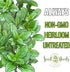 (1 Pack) Seed Needs Oregano Seeds for Planting Italian Herbs - Non-GMO Heirloom & Untreated Culinary Herb Seed - Grow