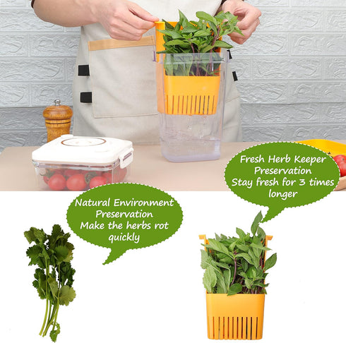 3 Pack Fresh Herb Keeper for Refrigerator, Clear BPA-Free Herb Saver, Storage Container for Cilantro, Parsley, Thyme
