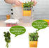 3 Pack Fresh Herb Keeper for Refrigerator, Clear BPA-Free Herb Saver, Storage Container for Cilantro, Parsley, Thyme