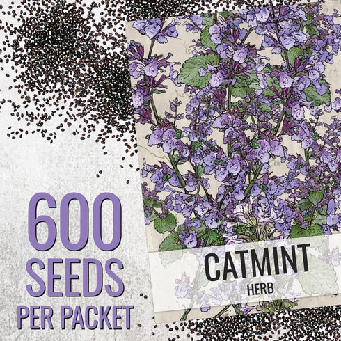 (1 Pack) Seed Needs Catmint Seeds for Planting an Indoor/Outdoor Herb Garden - Non-GMO Heirloom & Untreated Herbal