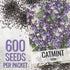 (1 Pack) Seed Needs Catmint Seeds for Planting an Indoor/Outdoor Herb Garden - Non-GMO Heirloom & Untreated Herbal