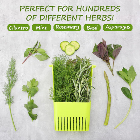 2 Pack 3 Fresh Herb Keeper for Refrigerator, Clear BPA-Free Herb Saver, Storage Container for Cilantro, Parsley, Thyme