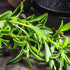 Summer (1 Pack) Seed Needs Savory Seeds for Planting Herbs - Non-GMO Heirloom & Untreated Annual Herb Seed to Plant a
