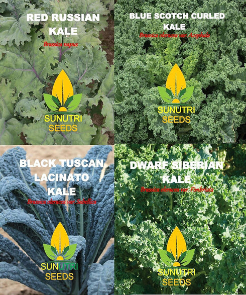 Sunutri Seeds 1000+ Kale Seeds Collection, Heirloom, Non-GMO Seeds - Black Tuscan, Red Russian, Blue Scotch, Dwarf