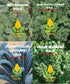 Sunutri Seeds 1000+ Kale Seeds Collection, Heirloom, Non-GMO Seeds - Black Tuscan, Red Russian, Blue Scotch, Dwarf