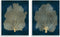 Stupell Industries Modern Sea Fan Composition Wall Plaque, Blue Gold Ocean Plant Decor, Green
