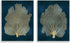 Stupell Industries Modern Sea Fan Composition Wall Plaque, Blue Gold Ocean Plant Decor, Green